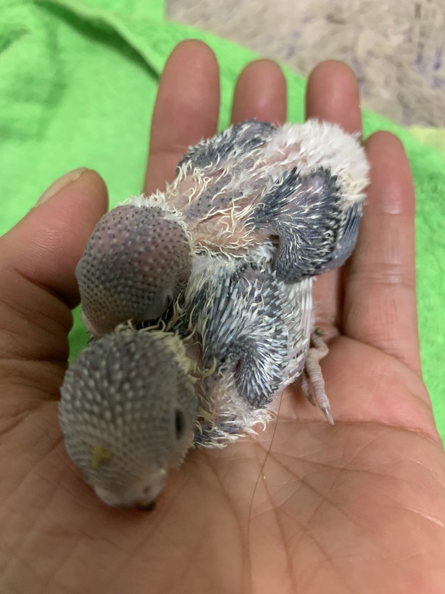 mana77868938's tweet photo. 生後2週で親鳥から離す。藁の巣へ移動した。藁の巣に雛がいる事を知った親鳥が、藁の巣にいる雛にせっせと餌を運ぶ。この雛は、朝は人間が餌をやり、日中は親鳥が餌をやり、手乗りインコちゃんに育っている。 https://t.co/w0ejSzvbVs