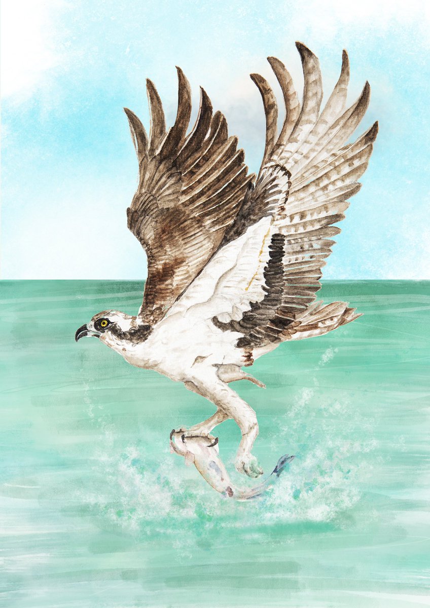 Osprey with a catch 
Size A3
Watercolour on paper with digital touch up

#raptober #indiaves #TwitterNatureCommunity #birdillustration #birdsinflight #osprey #birdsofprey