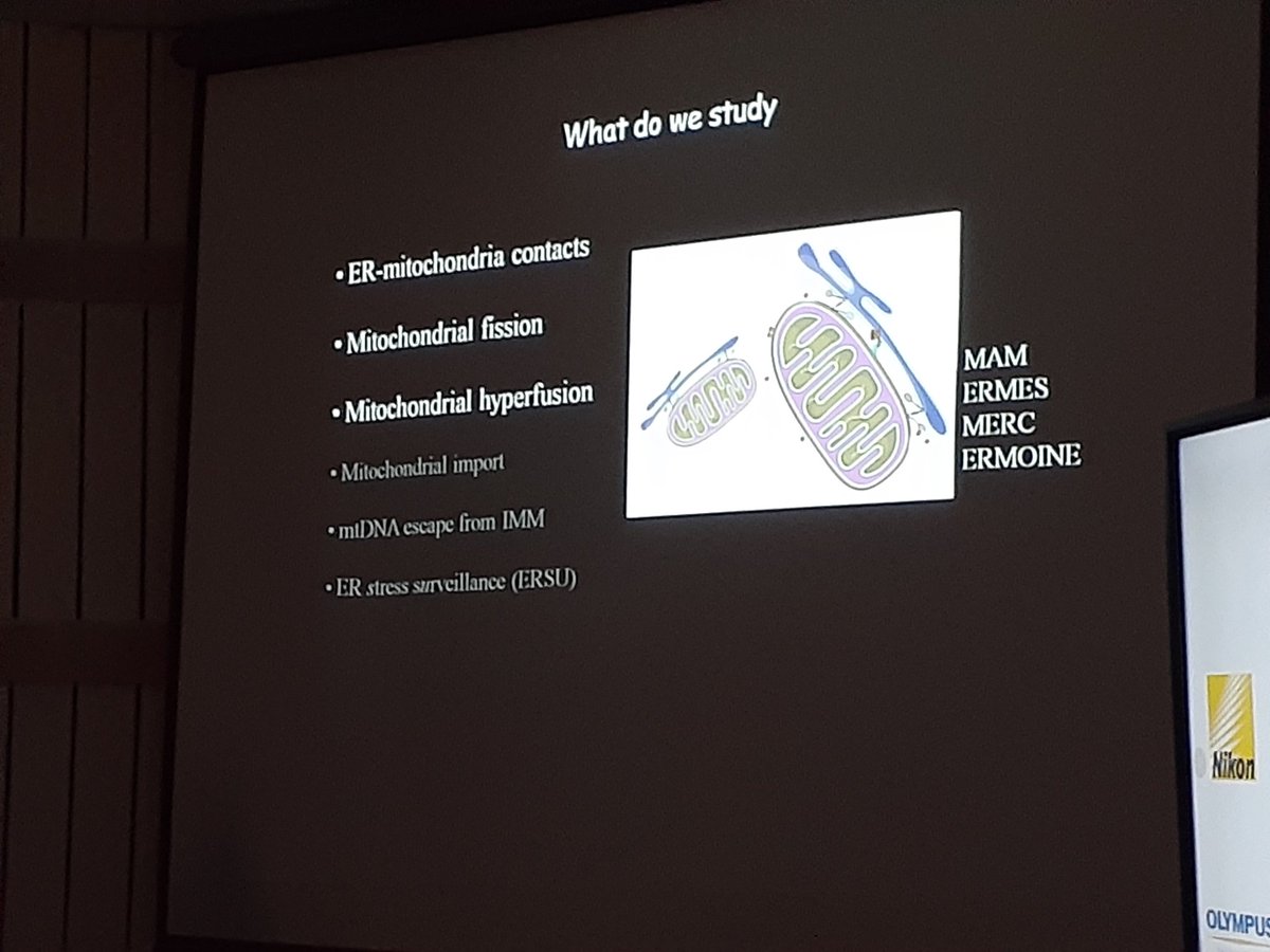 DBT_NBRC's tweet photo. #OBMT2023 | T-2
Oishee Chakrabarti, SINP-Kolkata:
Explained thin line differentiation between #mitochondrial #hyperfusion & #fissions. ER mitochondrial junctions.
@urssahu @GhoshRoyLab https://t.co/nPvM5KjYWY