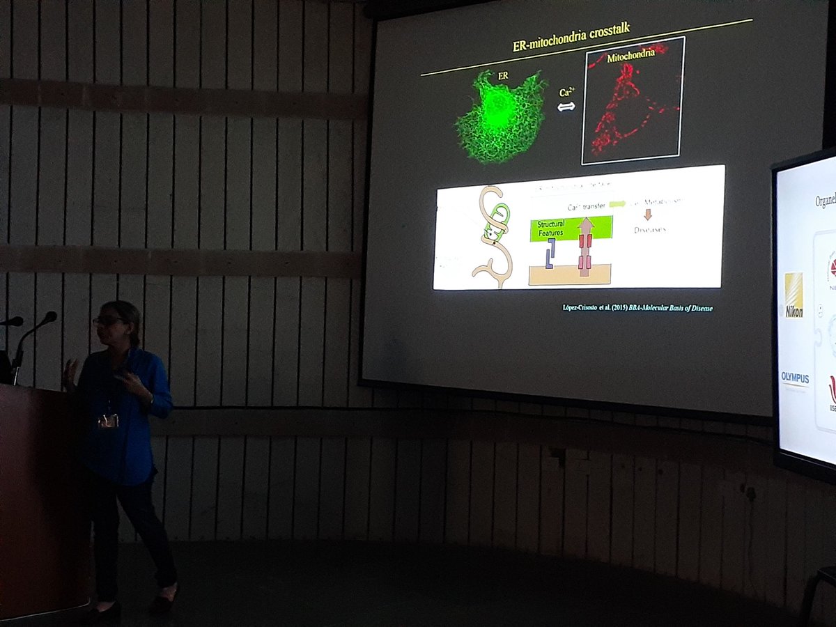 DBT_NBRC's tweet photo. #OBMT2023 | T-2
Oishee Chakrabarti, SINP-Kolkata:
Explained thin line differentiation between #mitochondrial #hyperfusion & #fissions. ER mitochondrial junctions.
@urssahu @GhoshRoyLab https://t.co/nPvM5KjYWY