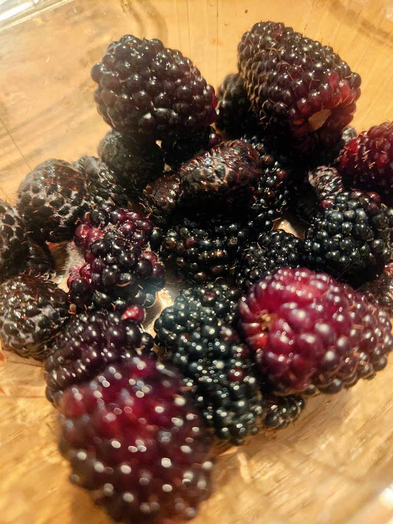 jmojicaflorez's tweet photo. Las moras más ricas que me he comido: moras frambuesas colombianas blancas @SomosAGROSAVIA https://t.co/rSzeAgN3Fi