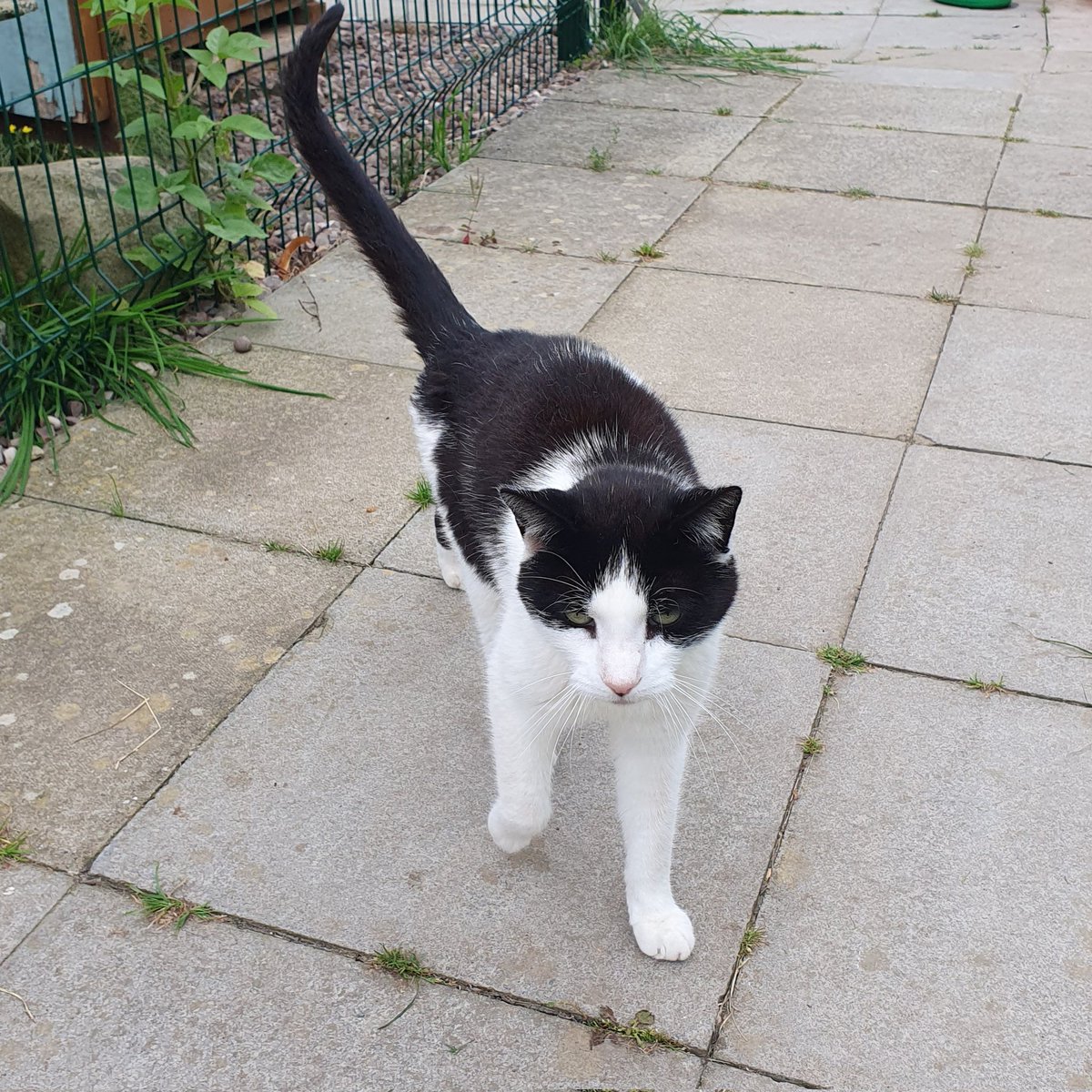 #GivingTuesday- We have a new #sponsorpackage  to support the #Freerangers. These are the cats who live at the Shelter such as Flump, Nerina, Alma & Joe Snow & can be sponsored for £20p.a. For more info contact Sam - sponsorship@shropshirecatrescue.org.uk shropshirecatrescue.org.uk/sponsor-a-cat