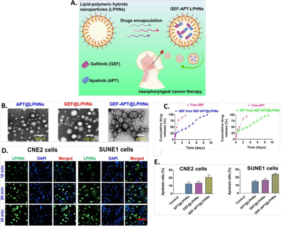 Illustration of dual drug loaded (Afatinib and geftinib) in core-shelled construct of lipid-polymeric nanoparticles in nasopharyngeal cancer therapy
#Phenomcis #tumor #therapy #molecularcancer #cancer
molecular-cancer.biomedcentral.com/articles/10.11…