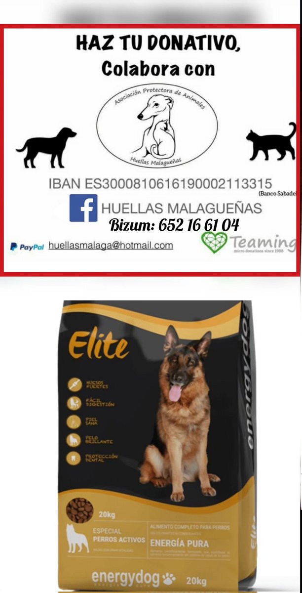 HUELLAS MALAGUEÑAS🐶🐺 tweet media