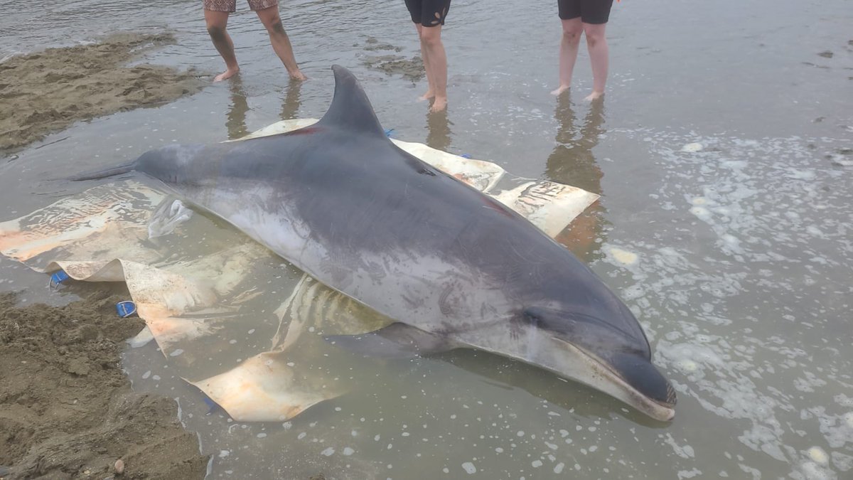 karen_stockin's tweet photo. Recently, we were pleased to assist @docgovtnz and @ProjectJonah with this 3.2m bottlenose which made it safely back out to sea #welfarescience, #stranding @NatSciMassey, @MasseyUni https://t.co/i2SGkEXSBo