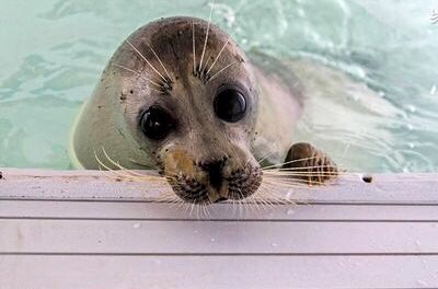 Iran - Mazandaran (@mazandaraniran) on Twitter photo تنها مرکزحفاظت از فوک خزری (فوک کاسپین)ایران، سال ۲۰۱۰ به مدیریت دکتر امیرصیاد شیرازی در جزیره آشوراده،شروع به کار کردو هدف آن نجات فوکهای آسیب دیده،آموزش ماهیگیران،ارتقاءسطح فرهنگ محیط زیستی جامعه وگسترش فعالیتهای حفاظتی به سایر کشورهای حوزه دریای مازندران است.
<a href="/caspianseals/">caspian seal center</a> تنها مرکزحفاظت از فوک خزری (فوک کاسپین)ایران، سال ۲۰۱۰ به مدیریت دکتر امیرصیاد شیرازی در جزیره آشوراده،شروع به کار کردو هدف آن نجات فوکهای آسیب دیده،آموزش ماهیگیران،ارتقاءسطح فرهنگ محیط زیستی جامعه وگسترش فعالیتهای حفاظتی به سایر کشورهای حوزه دریای مازندران است.
<a href="/caspianseals/">caspian seal center</a>