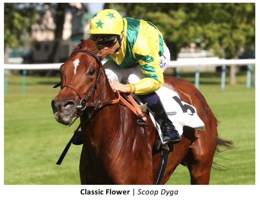 BRTBloodstock's tweet photo. Well done @mark_mnracing purchasing @coolmorestud Calyx colt. Interestingly it seems his better ones are chestnuts including Gr2 winner Classic Flower(pic) like this colt. Thanks to @blakeryan86 for all of his work and also Blair Richardson working with the colt early on. https://t.co/7bsoGIrsFx
