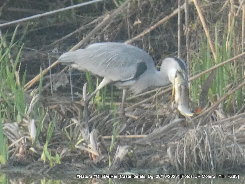 jrmoleroyll's tweet image. Menú de diumenge Carpa #Peix #Fish
Bernat pescaire #ArdeaCinerea #GreyHeron #LertxunHauskara #GarzaReal
#Ocells #Aucellets #Birds
Dg. 08/10/2023 tarda
#OlladelRei #Castelldefels #Castelldefelsmagrada
#Lumix #FZ83 #SenseTripode