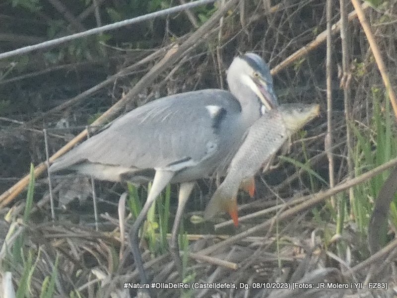 jrmoleroyll's tweet image. Menú de diumenge Carpa #Peix #Fish
Bernat pescaire #ArdeaCinerea #GreyHeron #LertxunHauskara #GarzaReal
#Ocells #Aucellets #Birds
Dg. 08/10/2023 tarda
#OlladelRei #Castelldefels #Castelldefelsmagrada
#Lumix #FZ83 #SenseTripode