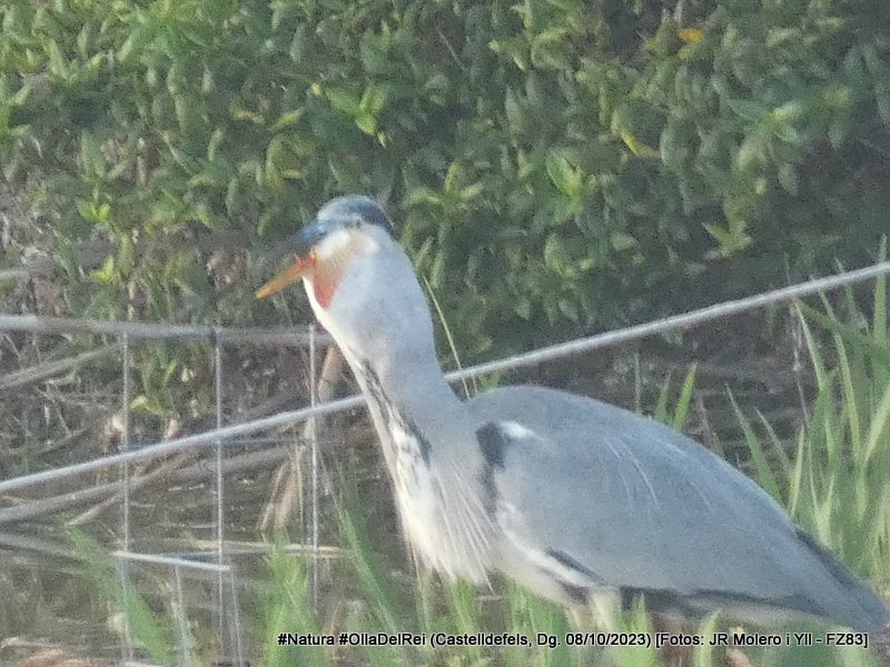 jrmoleroyll's tweet image. Menú de diumenge Carpa #Peix #Fish
Bernat pescaire #ArdeaCinerea #GreyHeron #LertxunHauskara #GarzaReal
#Ocells #Aucellets #Birds
Dg. 08/10/2023 tarda
#OlladelRei #Castelldefels #Castelldefelsmagrada
#Lumix #FZ83 #SenseTripode