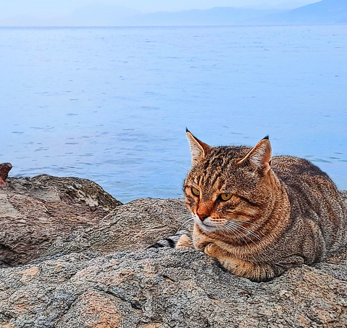 etoo7979's tweet photo. 😸😸😻😻😺😺 https://t.co/N3zmSRpUyO