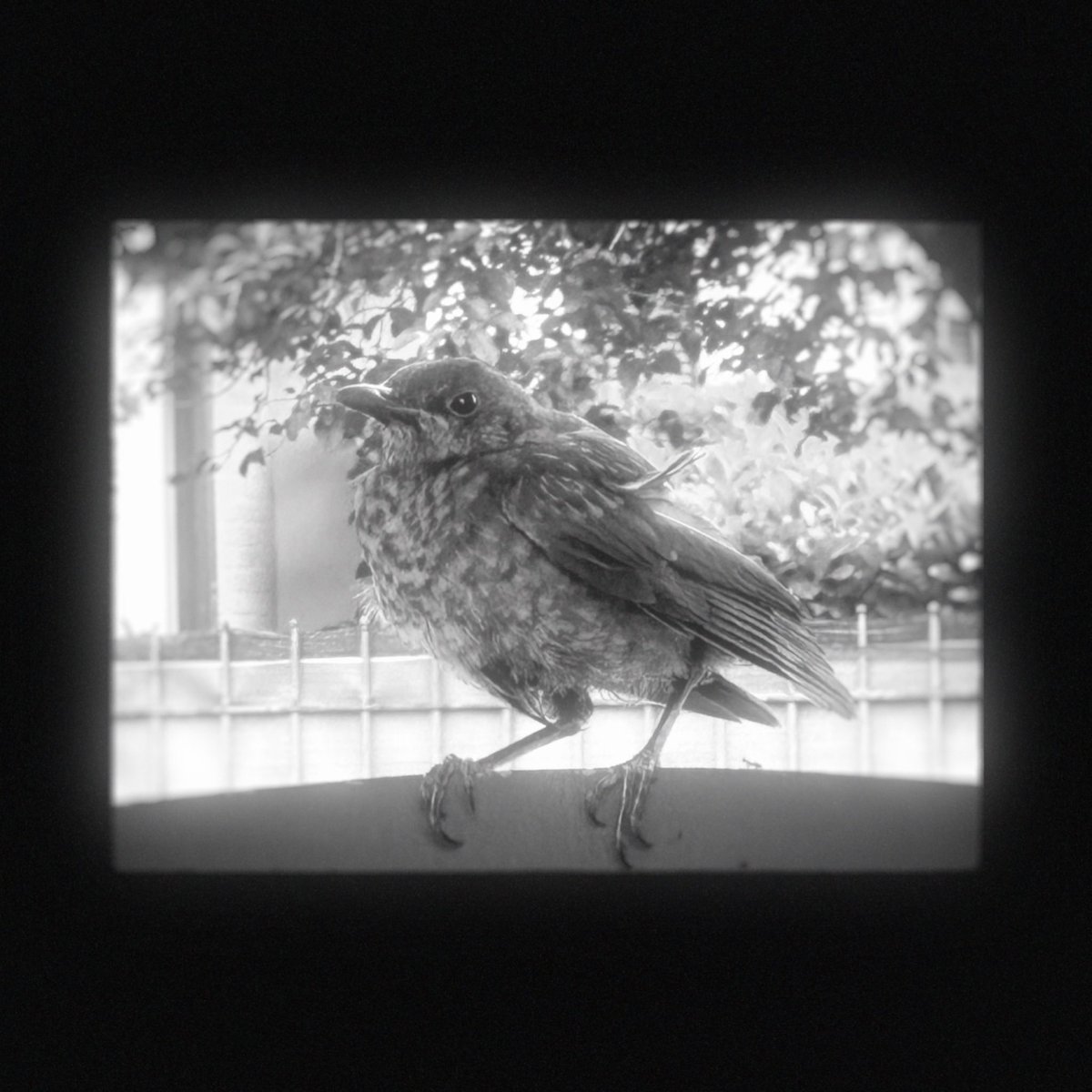 AviProjects's tweet image. #iphone14pro #photography #photo #birds