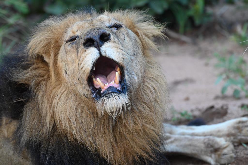 DigitaltourismW's tweet photo. The mighty roer of a lion https://t.co/0gdJ8C66M4