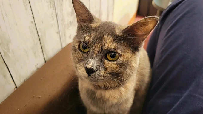 猫カフェ行ったら1時間が秒で溶けた… 猫ちゃんの魅了パワーすごい #みぎったー