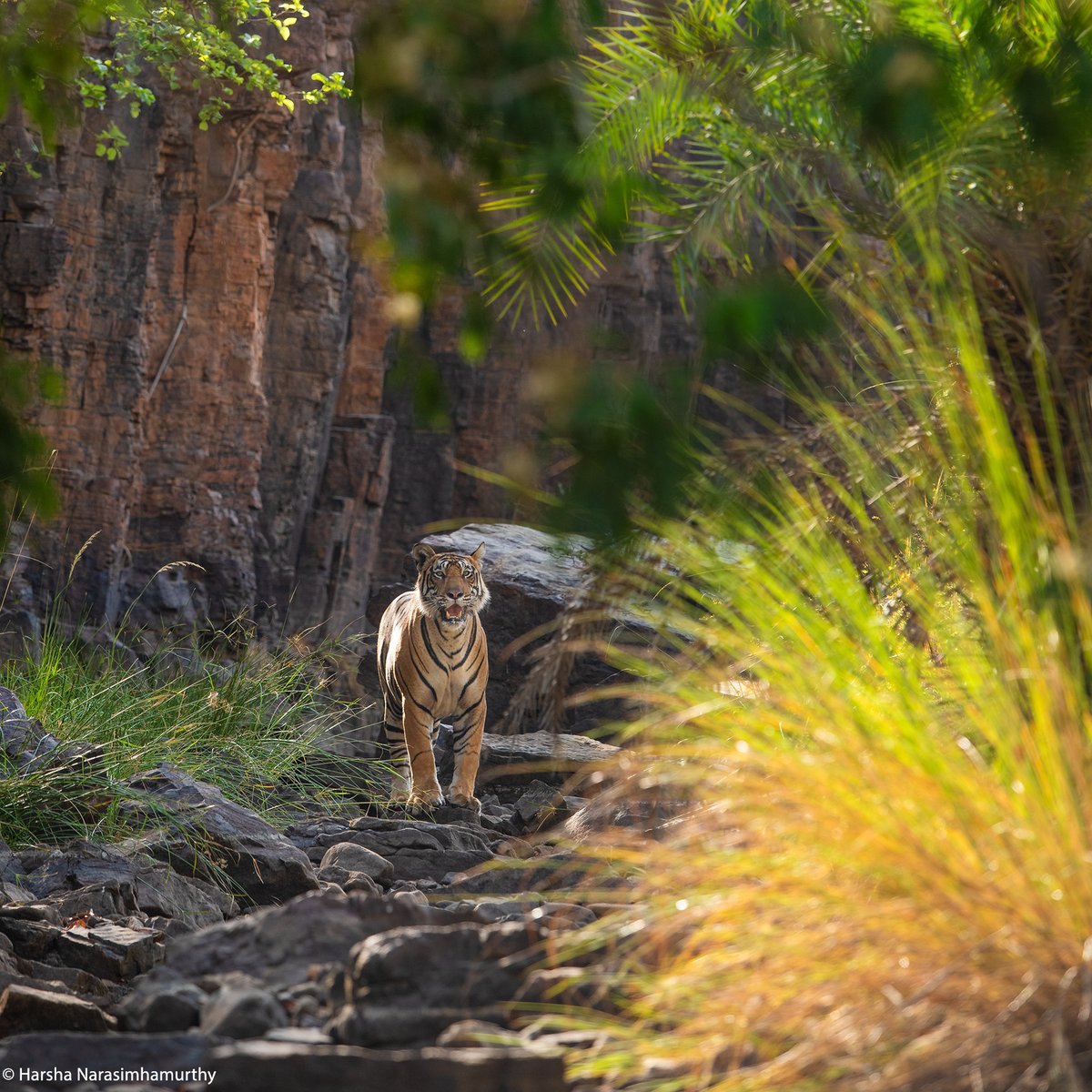 Probably my favourite tiger park in the country will be for sure #ranthambore as i love the stunning habitats each zone has to offer and equally charming tigers each zone has.
DM me if you wish to join me at ranthambhore on a guided photography Expedition.