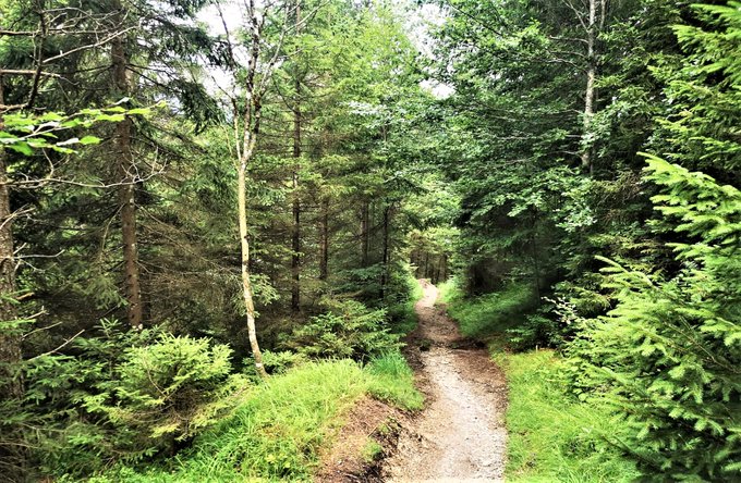 Apollo Forests (@apolloforests) / Posts / X