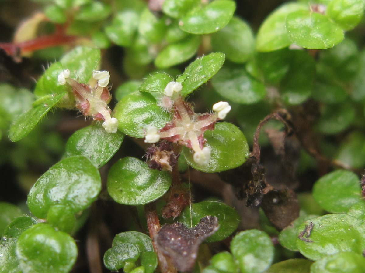 Groene straten met als plantaardige #voegenvuller slaapkamergeluk, 'n miniatuur mediterraan rotsplantje ... die hier ook tot bloeit komt!