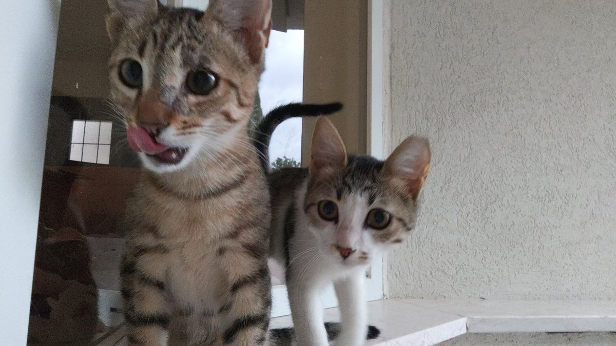 arielpr0 tweet media