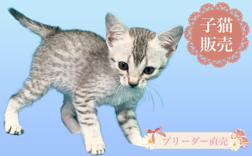 エジプシャンマウの子猫を販売しています
living-life.net/egyptianmau01/ 
#子猫 #エジプシャンマウ #販売 #ブリーダー