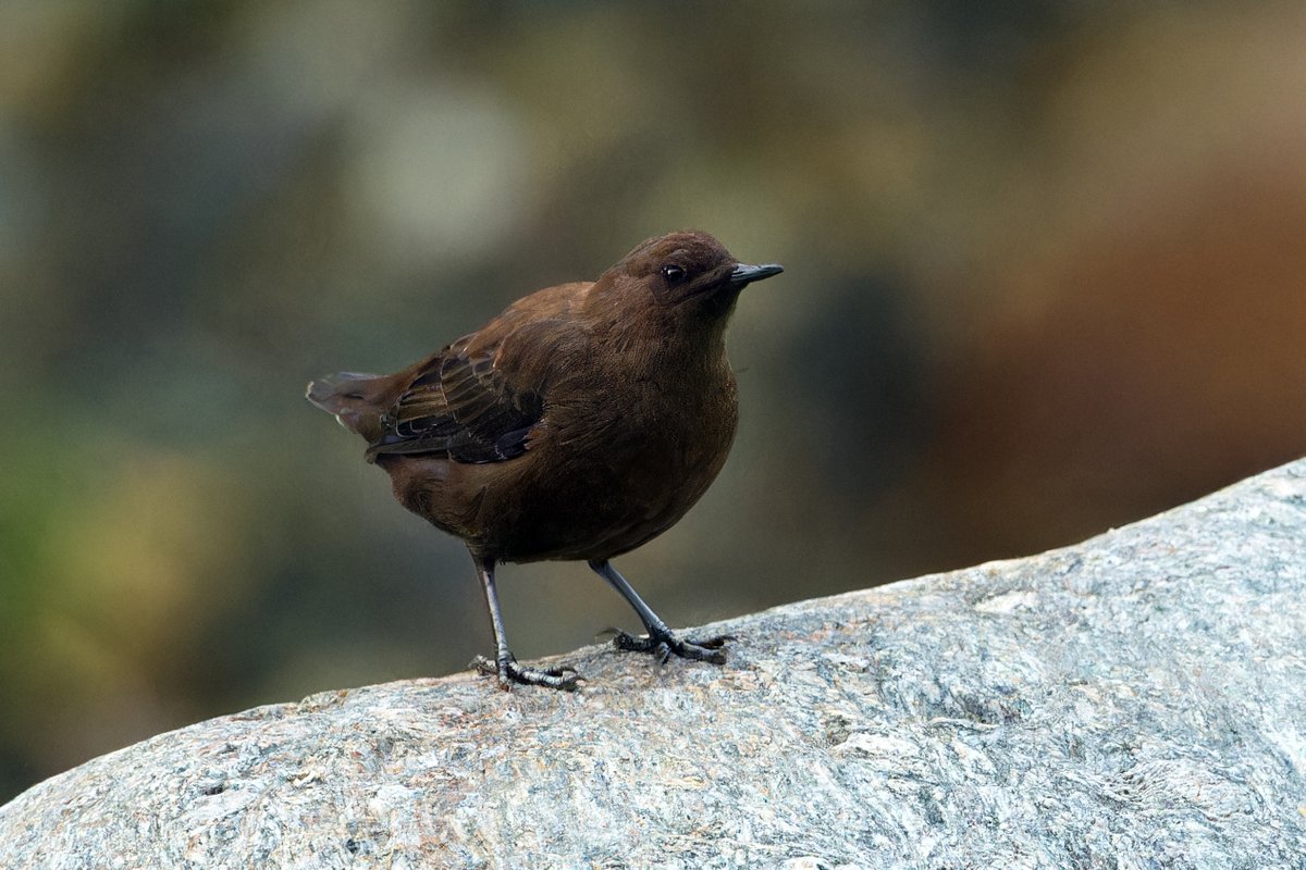 rajathooja's tweet photo. Brown Dipper
June 2023
#Tirthan
#HimachalPradesh
#India
#NikonD500
#Nikon500PF
@NikonIndia
@orientbirdclub
@Avibase
@IndiAves https://t.co/CzTstI4KZe