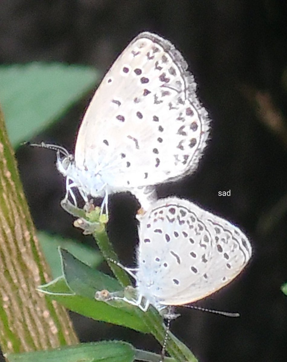 ヤマトシジミ🦋

貴重な1枚🤳🤭