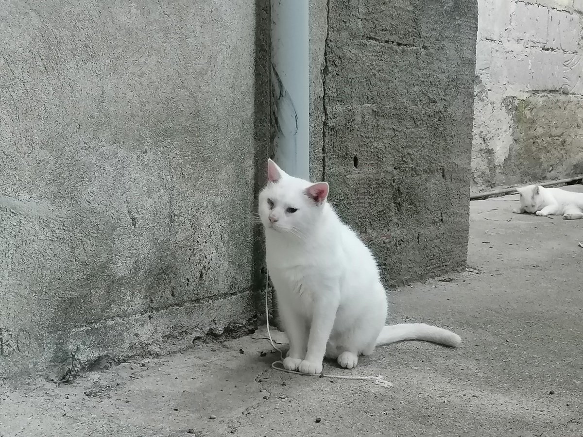 volontaristrada's tweet image. Aspettiamo la #pappa ! 
#Pauly  #China #Scart #Osiride , alcuni dei #gatti della #coloniafelina dei #bianchini .
Nella loro #wishlistamazon potrete spedire cibi,a meno di 0,50 centesimi, quelli che fanno la #differenza tra un #pancino pieno e uno vuoto!
amazon.it/hz/wishlist/ls…