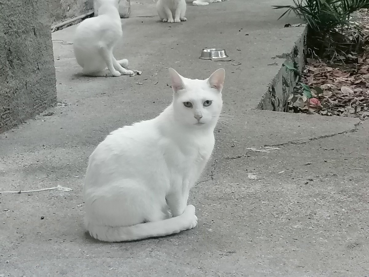 volontaristrada's tweet image. Aspettiamo la #pappa ! 
#Pauly  #China #Scart #Osiride , alcuni dei #gatti della #coloniafelina dei #bianchini .
Nella loro #wishlistamazon potrete spedire cibi,a meno di 0,50 centesimi, quelli che fanno la #differenza tra un #pancino pieno e uno vuoto!
amazon.it/hz/wishlist/ls…