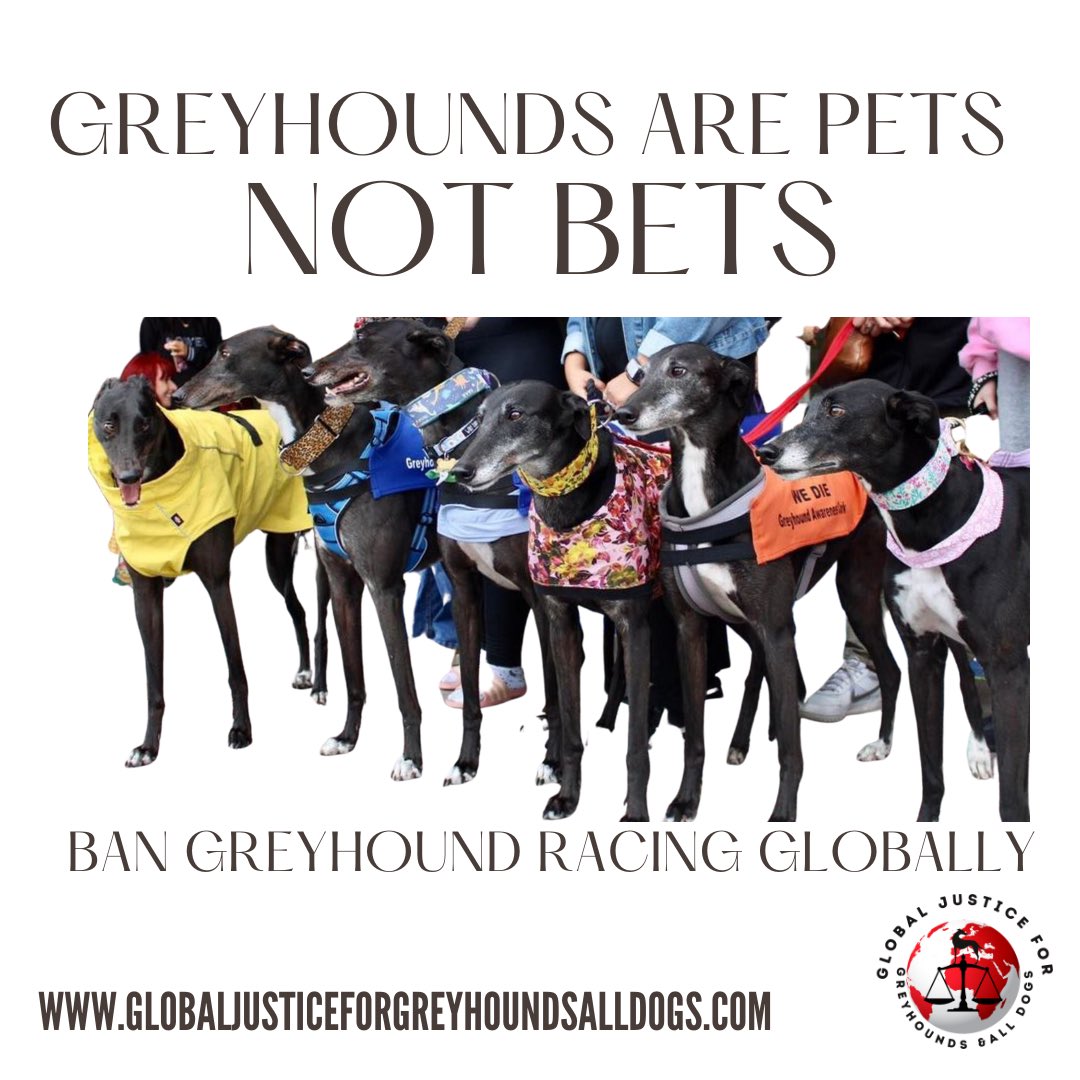 Greyhounds are Pets Not Bets!!

📷 via @mollyirishgreyhound 

#bekindalways  #YouBetTheyDie #endgreyhoundracing #petsnotbets #animalwelfare #rescuedogs #recuednotretired #bangreyhoundracing #greyhoundrescue