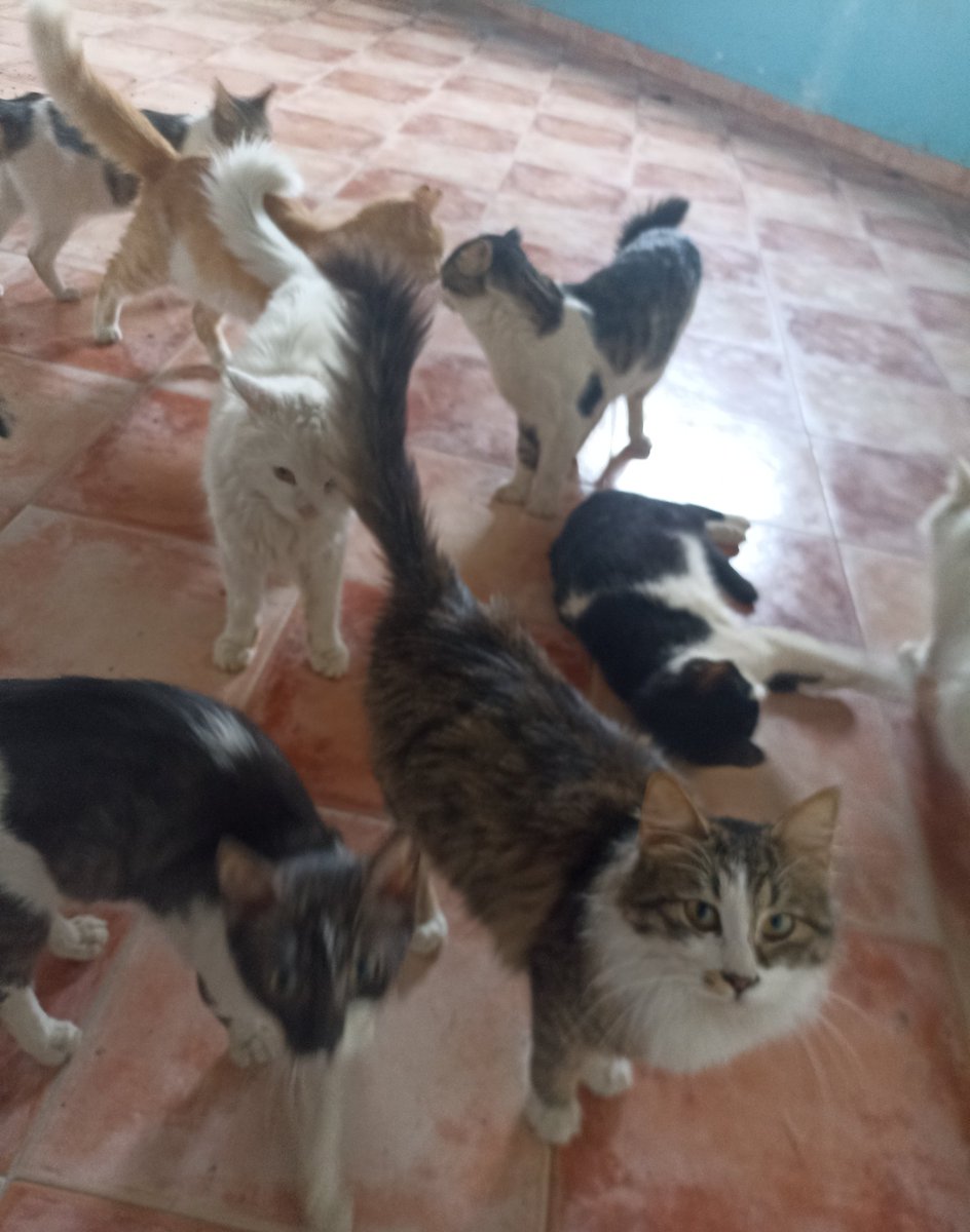 Salam animal care tweet media
