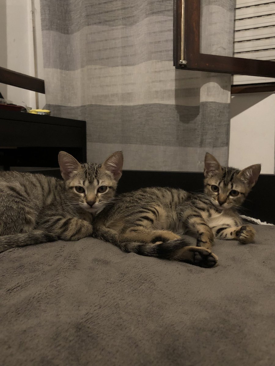 Alguém quer ficar com estas duas lindas? Estão com um amigo meu elas são mm perfeitas e mansinhas mas eu já fiquei com os irmãos delas 😭😭😭 Pfv fiquem com as 2 juntas, elas estão habituadas uma a outra