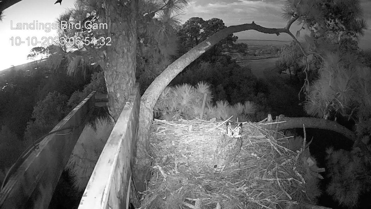 6:54 10/10 Great Horned Owl checking out the nest this morning.