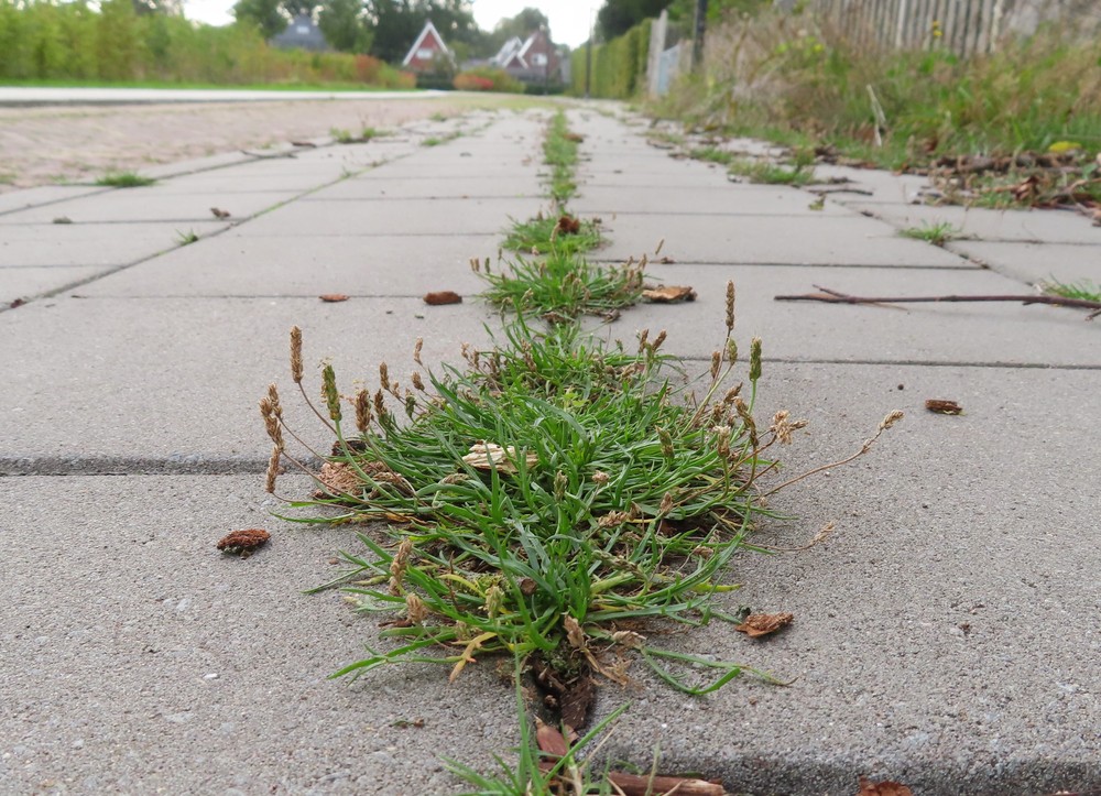 Je kunt nu hertshoornweegbree (Plantago coronopus) in bloei aantreffen op de stoep. In de vorige eeuw heeft dit plantje zijn areaal flink uitgebreid. Het hoort thuis in zoute en brakke kustgebieden, tegenwoordig kan je hem ook veel in het binnenland vinden