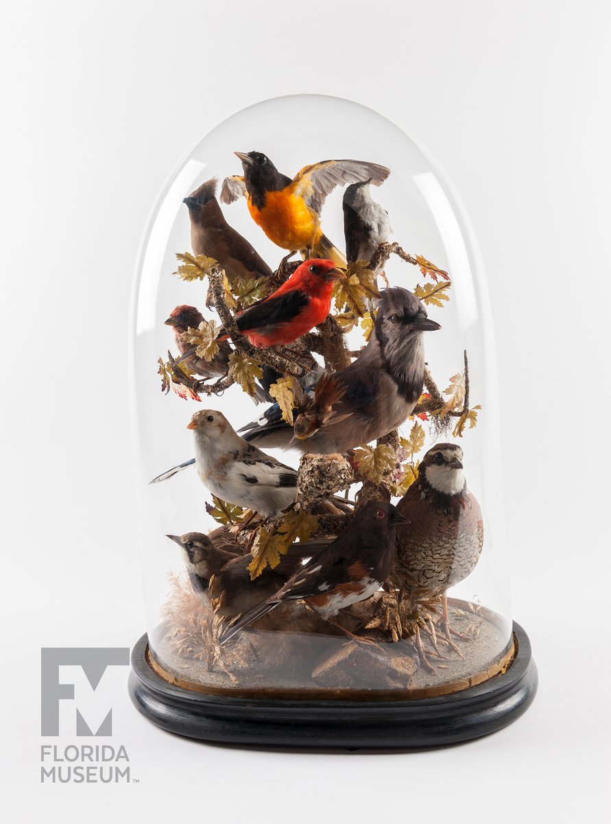 Online Exhibit 🐦 Rare, Beautiful &amp; Fascinating
Feature: Songbird Bell Jar
While a fairly common decoration in the 18th and early 19th centuries, federal laws protecting birds ended this trend. 
🎧 Read and listen with ornithologist Tom Webber: floridamuseum.ufl.edu/100-years/obje…