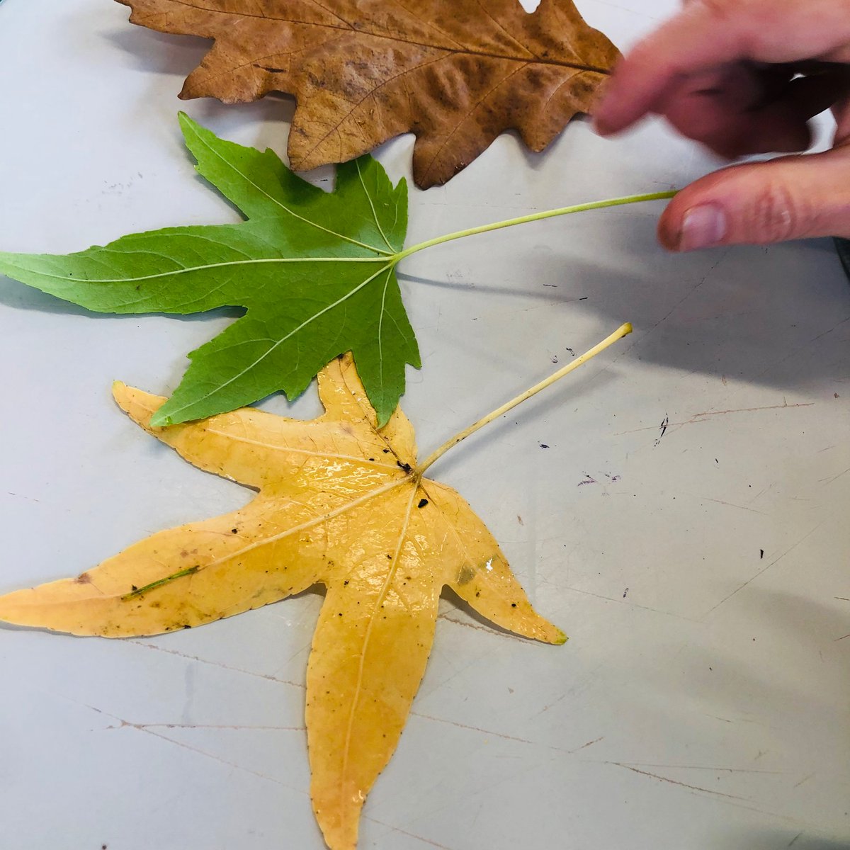 FitzroviaNoir's tweet photo. 2nd stage #plantbasedimaging workshop with @MeganRingrose, gathering of local plants and application of #oakgall solution onto paper, one improvised with elderberry on @WMHDay at @ntartstudio supported by @HeritageFundUK #WMHD2023 https://t.co/3de0dRcLMG