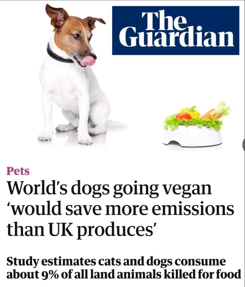 Finally some mainstream recognition about how traditional pet food is broken courtesy of Dr. Andrew Knight's peer-reviewed, ground-breaking study. 📋

Link to the article:
shorturl.at/zCFU7

#petfood #cultivatedmeat #altproteins #biocraft