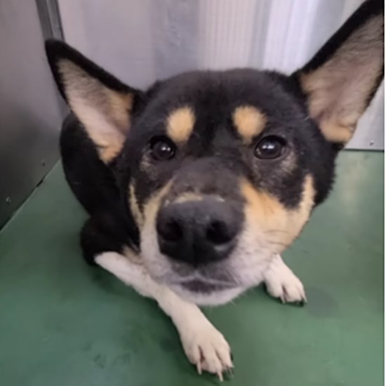 PeaceWankoJapan's tweet photo. 🐕本日10/10も、広島県内の動物愛護センターから行き場のないワンコ達を助け出しました。どの子も寂しそうで悲しそう。心身ともに疲れ果てているようでした。でもみんな、めちゃくちゃかわいい。これから幸せな日々が待っているよ。（ピースワンコ・ジャパン プロジェクトリーダー 安倍誠） 
https://t.co/dHjPKoJwcr
 #ピースワンコ #保護犬