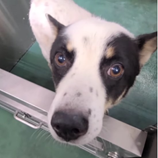 PeaceWankoJapan's tweet photo. 🐕本日10/10も、広島県内の動物愛護センターから行き場のないワンコ達を助け出しました。どの子も寂しそうで悲しそう。心身ともに疲れ果てているようでした。でもみんな、めちゃくちゃかわいい。これから幸せな日々が待っているよ。（ピースワンコ・ジャパン プロジェクトリーダー 安倍誠） 
https://t.co/dHjPKoJwcr
 #ピースワンコ #保護犬