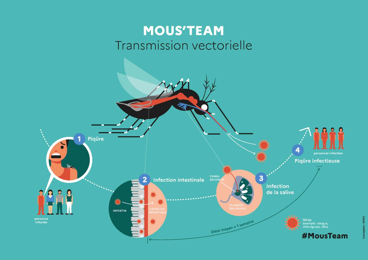 EPHE_PSL's tweet photo. 🦟#MOUSTEAM : une expérience scientifique et citoyenne pour mieux comprendre le #moustique tigre
@ephe_psl #IVPC #INRAE_Lyon_Gre @grandlyon @UnivLyon1 @ARS_ARA_SANTE @AgencePhare
👉https://t.co/G0dRYYH7Vp https://t.co/TvDHEtkq2G