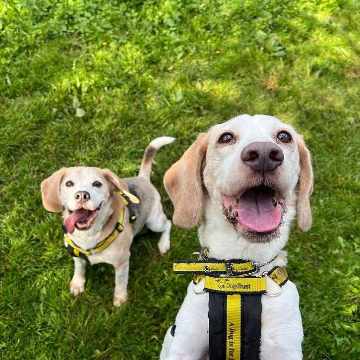 When you leave your phone unattended for just a minute and the pups decide it's selfie o'clock! 🐾📸 Fitz and Mac are two Beagle-besties who'd like to find a new home together 🥰 Meet them here ➡️ bit.ly/48LZTQc