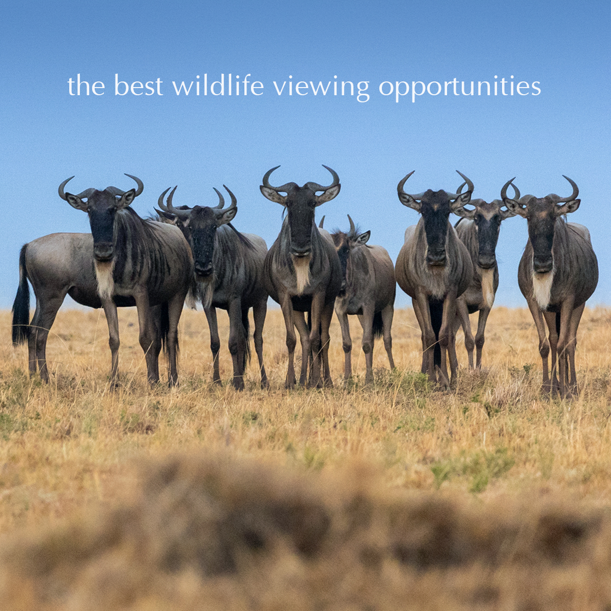 EcoTraining's tweet image. Kick off a 35-day Kenyan adventure! KE

Join EcoTraining’s FGASA Field Guide Practical.🍃

📅 Course date: 2 November – 6 December 2023

E-mail enquiries@ecotraining.co.za to book NOW or visit: 👉ow.ly/RoSW50PUssG for more information.

#EcoTraining #fgasa #Kenya