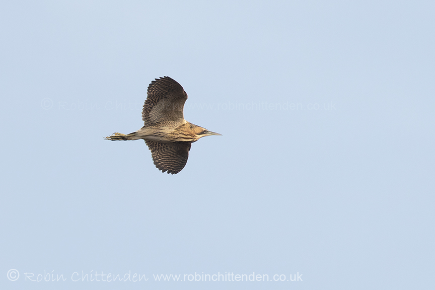 This Bittern arrived fairly high from the east at 8.40am 10/10/2023. It circled Strumpshaw Fen, as if viewing the marsh for the first time, searching for a suitable area to land. A migrant from the Continent or perhaps just a local bird being undecided about where to pitch in.