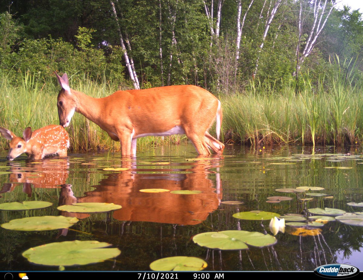 Trail_Cams's tweet photo. https://t.co/vdTtHojVMD