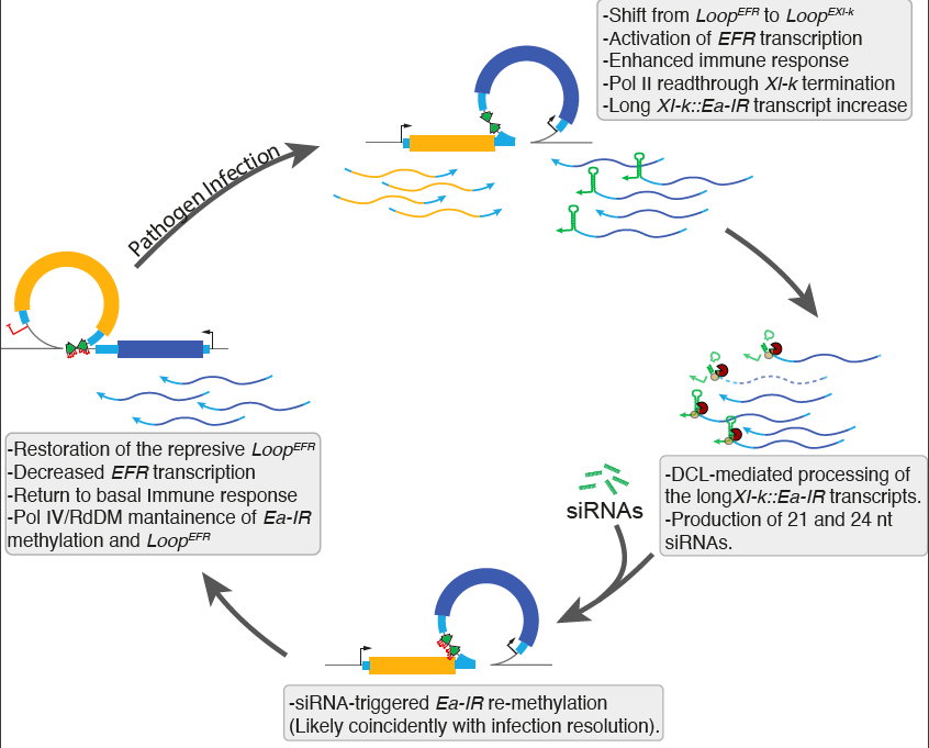 Our recent work on bioRxiv. We showed how a TE-derived IR controls EFR receptor expression during infection. Changes in chromatin organization and Pol II readthrough are at play. We also study the conservation of this regulatory mechanism among Arabidopsis natural accessions.