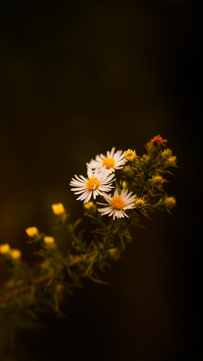 artographyj2's tweet photo. @MrWhoCapture @earthcurated @earth @NatGeoPhotos @Lightroom @ithefelizer @viewbug @viewsoff_ Common Daisy's the symbol of purity, the sacred flower to the goddess of fertility, the flowers can bloom within any season and can cure any bruise 🌼✨ https://t.co/GJyVZnSC3w