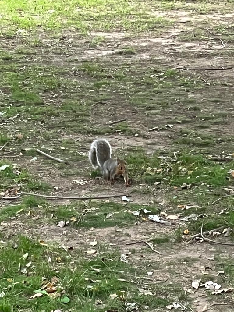 newsfromx's tweet photo. Hi squirrel ! 🦫
#tuesday #TuesdayFeeling #tuesdayvibe #TuesdayMotivaton https://t.co/b9EqPYJtvY