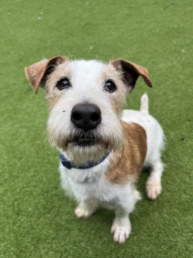 Animal Adoptions UK 🐕‍🦺🐈🐎❤️ tweet media