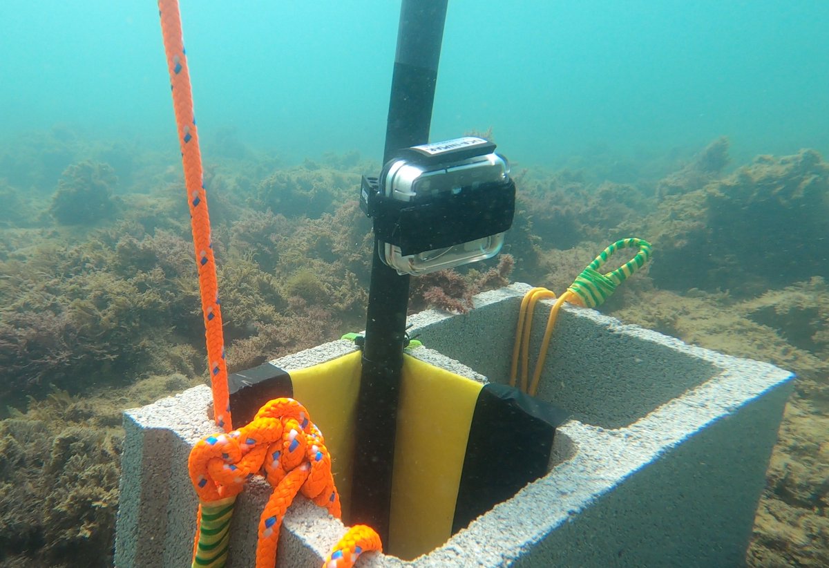 cathyhobbs123's tweet photo. Excited to be characterising the acoustic footprint of a @SailGP event! SailGP has a strong desire to reduce its #environmentalimpact making it the perfect case study for exploring #mitigation options. Bring on the #F50s! @Divulga_UCA @BristolBioSci @ExeterMarine @OpenAcoustics https://t.co/VSxevrFONO