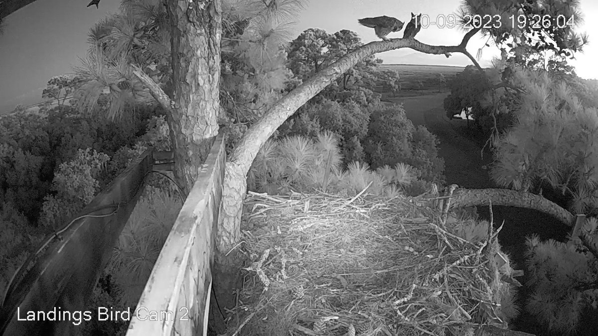 19:26, 10/9  Good morning, Savannah nest fans....we're almost there!   Stay tuned!!!
