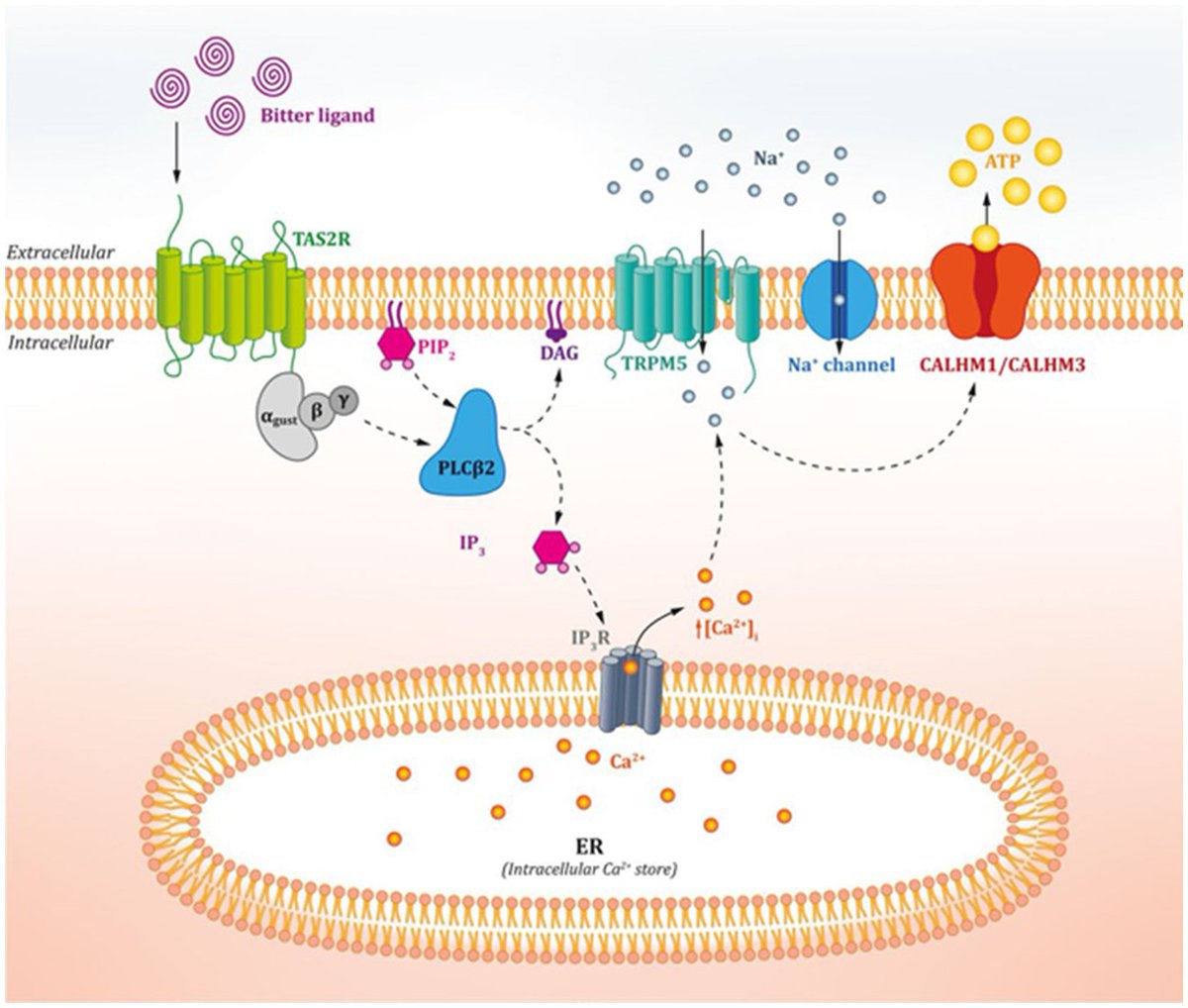 'Bitter taste receptors along the gastrointestinal tract: comparison between humans and rodents' is the latest paper by our #MSCA #cofundURV fellow Florijan Jalševac t/w members of the #MoBioFood Research Group at @bioquimicaURV 
🔓doi.org/10.3389/fnut.2…
@cienciaURV
@MSCActions