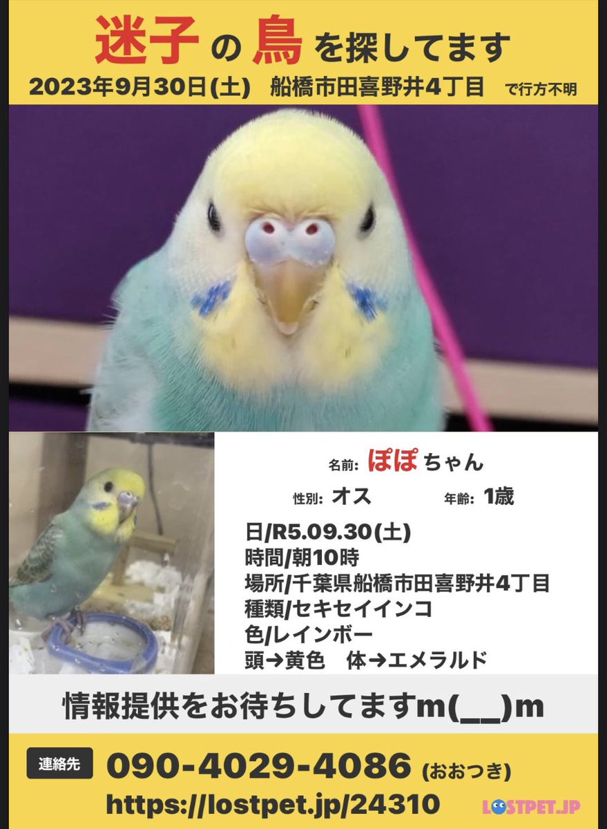 DCw73726's tweet photo. @ryuannn @ouchilover ・9/30(土)
・船橋市田喜野井4丁目
・から迷子になった、
・セキセイインコ
・色は、頭→黄色　体→エメラルド
・オス
・一歳未満
・船橋東警察署に届出

距離がありすぎて、違うとは思いますが、色合いが似ているので
是非とも会いたいです！ https://t.co/R5QjvZGIWH
